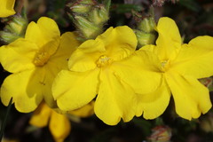 Hibbertia polystachya