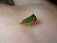 Stictocephala militaris
