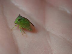 Stictocephala militaris