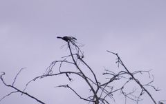 Ramphastos vitellinus
