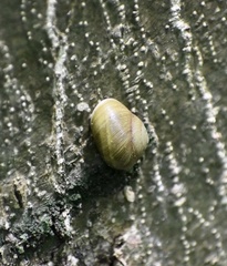 Coryda alauda strobilus
