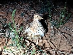 Pedionomus torquatus