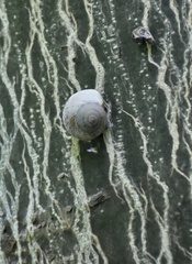 Coryda alauda strobilus