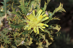 Banksia armata armata