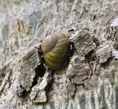 Coryda alauda strobilus