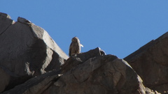 Bubo virginianus magellanicus