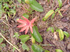 Passiflora miniata