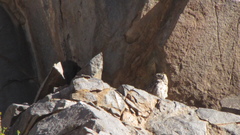 Bubo virginianus magellanicus