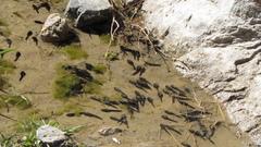 Rhinella atacamensis