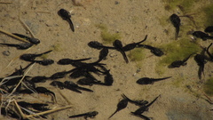 Rhinella atacamensis