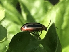 Disonycha leptolineata