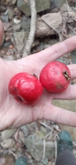 Syzygium hodgkinsoniae