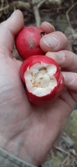 Syzygium hodgkinsoniae