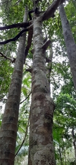 Syzygium hodgkinsoniae