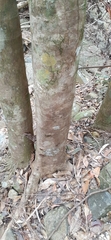 Syzygium hodgkinsoniae