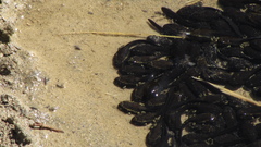 Rhinella atacamensis