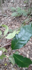 Syzygium hodgkinsoniae