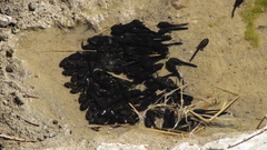 Rhinella atacamensis