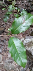 Syzygium hodgkinsoniae