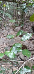 Syzygium hodgkinsoniae