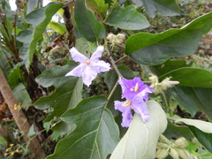 Solanum wrightii