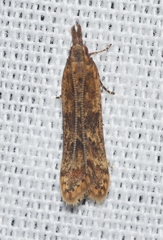 Dichomeris ligulella