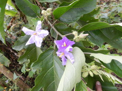 Solanum wrightii