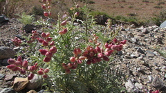 Astragalus coquimbensis