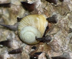 Coryda alauda strobilus