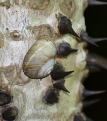 Coryda alauda strobilus