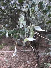 Acacia podalyriifolia