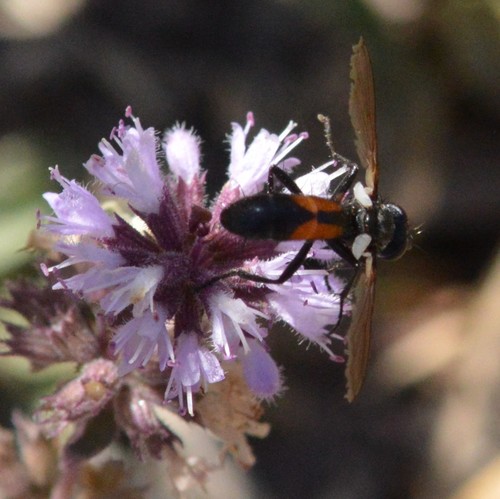 Cylindromyia interrupta photo 3