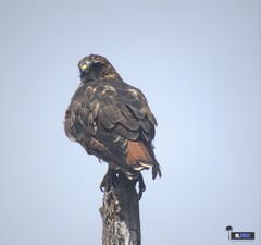 Buteo ventralis