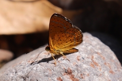 Calephelis arizonensis