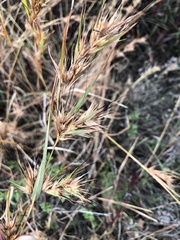 Themeda quadrivalvis