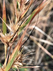 Themeda quadrivalvis