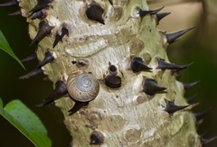 Coryda alauda strobilus