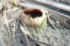 Peziza oceanica