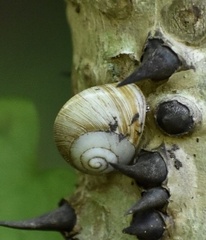 Coryda alauda strobilus