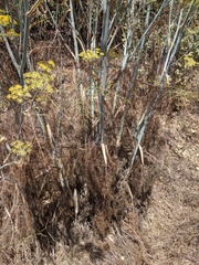 Microtus californicus