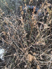 Themeda quadrivalvis