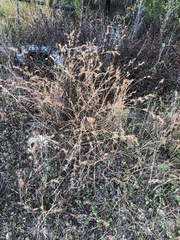 Themeda quadrivalvis