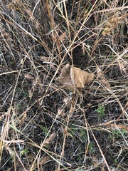 Themeda quadrivalvis