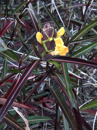 Hop-headed Barleria
