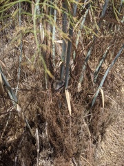 Microtus californicus