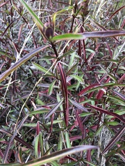 Barleria lupulina