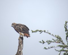 Buteo ventralis
