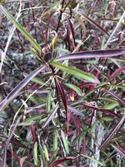 Barleria lupulina