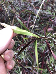 Barleria lupulina