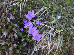 Primula angustifolia